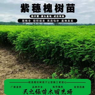 紫穗槐树苗基地防沙固沙护坡国槐苗刺槐苗紫花苗道路绿化护坡绿化