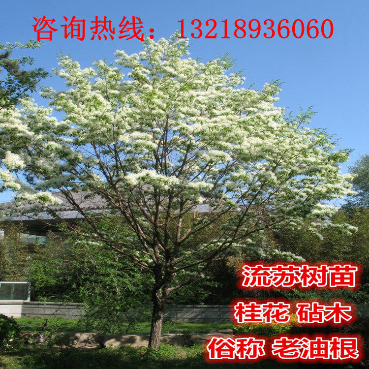 流苏树苗四月雪盆栽庭院地栽油根子苗绿化行道树庭院花卉绿化苗木