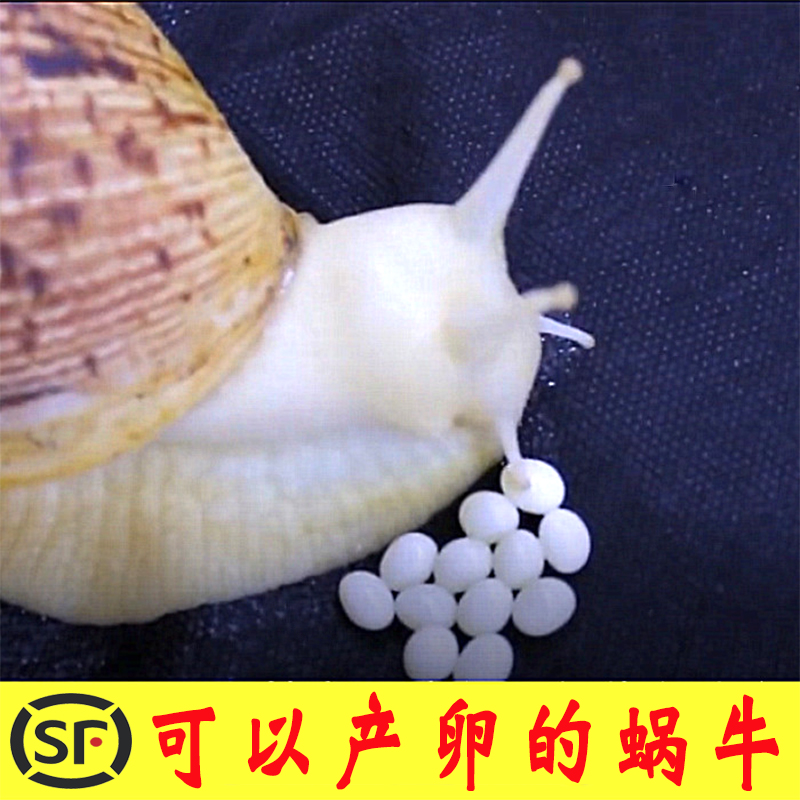 下蛋蜗牛宠物白玉活体学生幼儿园