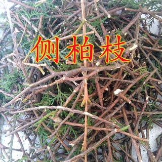 新鲜侧柏枝扁柏枝柏树枝熏腊肉专用傲油防脱发掉发生发乌发密发地