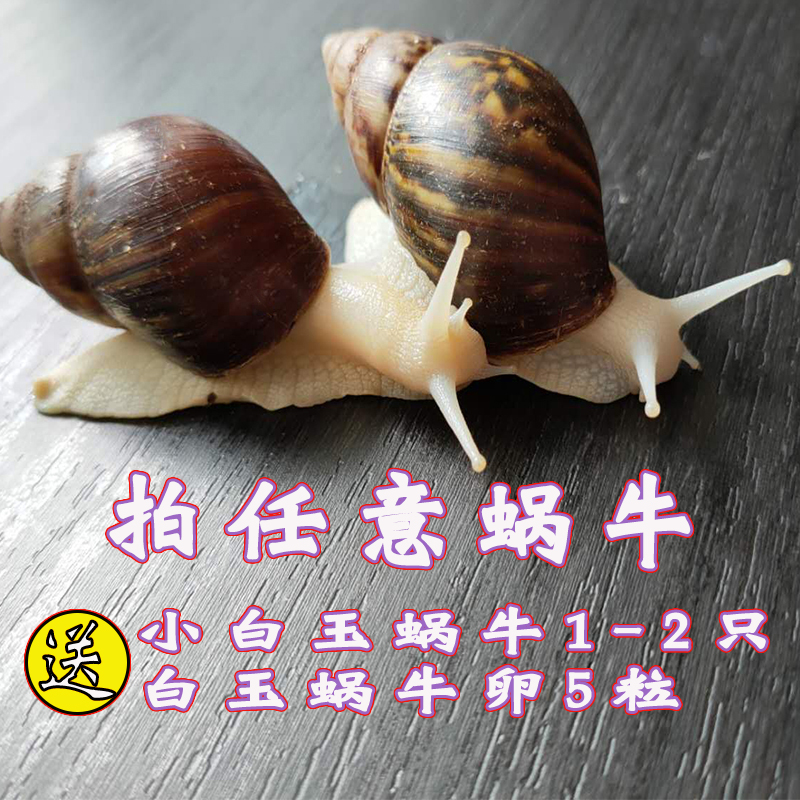 宠物白玉蜗牛实验观赏幼儿园教学