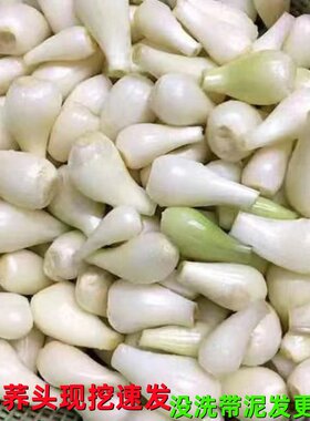 新鲜现挖带泥无叶大个荞头泡菜