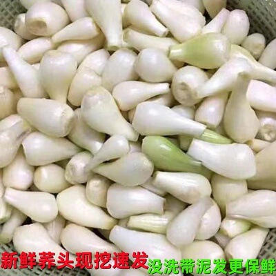 带泥大荞头新鲜现挖茭头泡菜教头