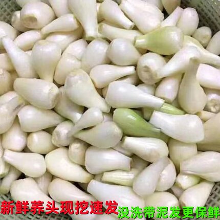带泥荞头新鲜现挖茭头腌制泡菜教头农家自种蔬菜无叶叫头大个藠头