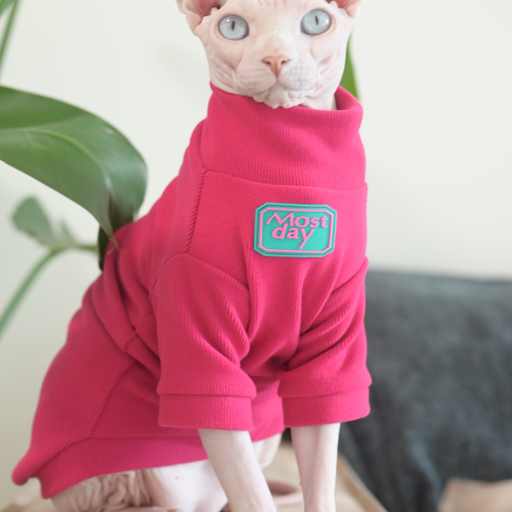 无毛猫衣服秋冬柔软毛衣斯芬克斯猫衣服德文衣服有弹性