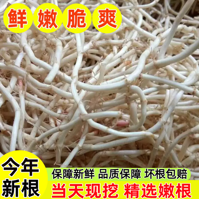 湖北新鲜现挖折耳根鱼腥草农家自种蔬菜节节根凉拌侧耳根新鲜嫩根