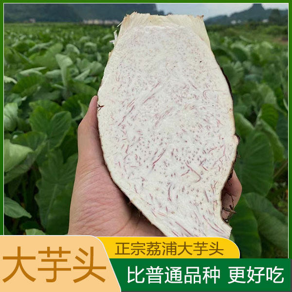 新鲜广西荔浦芋头正宗大芋头农产品大槟榔芋紫色香芋艿蔬菜包邮