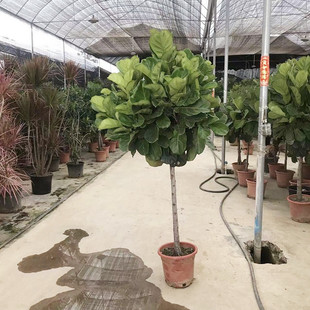 琴叶榕盆栽室外四季常青净化空气大型观叶植物新家好养活绿植易活