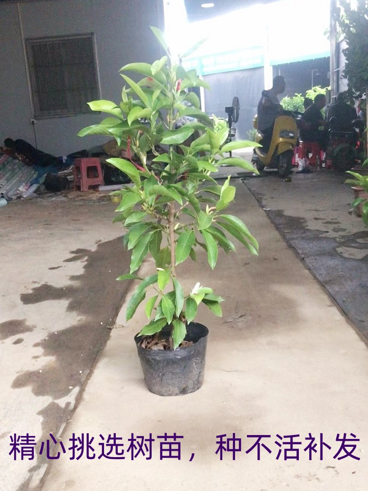 白兰花盆栽室外容易养活植物阳台嫁接办公室绿植花卉黄兰花树苗子