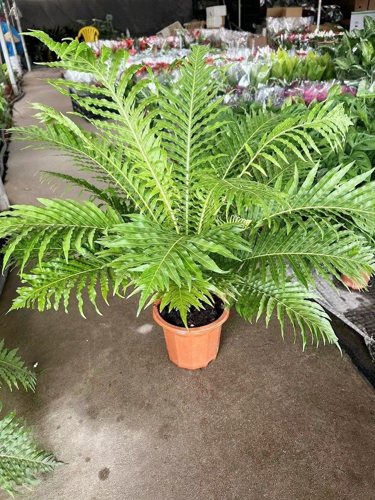 富贵蕨盆栽室内吸甲醛观叶大型植物大型绿植喜阴凉容易养活吉姆厥