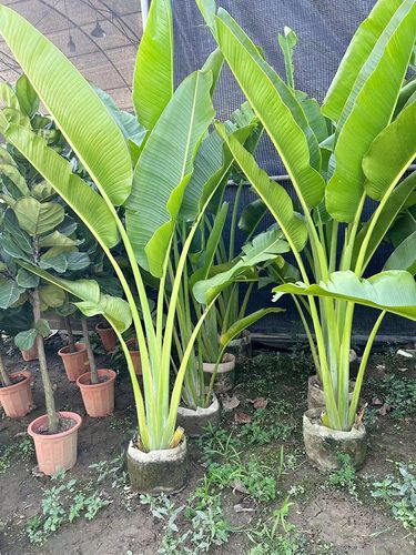 旅人蕉美人蕉室外美观好看易活