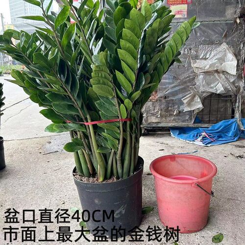 金钱植物室内净化空气招财树客厅