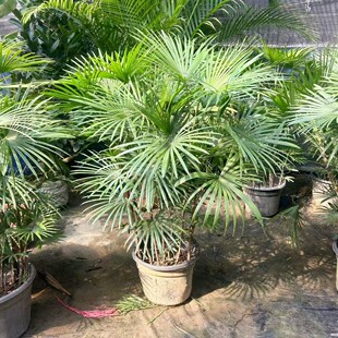 金山棕竹大盆栽细叶金山棕客厅阳台庭院绿植好养易活户外大绿植物