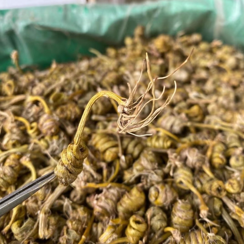 正宗霍山原种精品米斛促销龙头凤尾高品质纯手工制作石斛枫斗500g