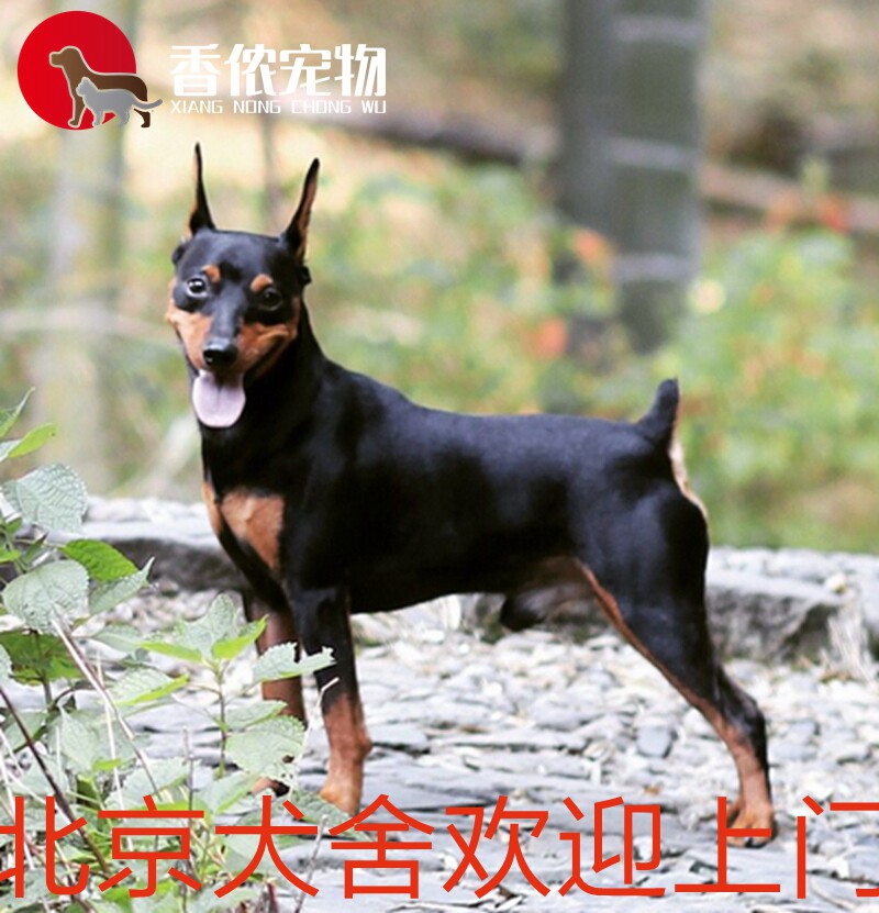 北京犬舍可上门  迷你杜宾幼犬 德系大杜宾全有 迷你宾莎双血统