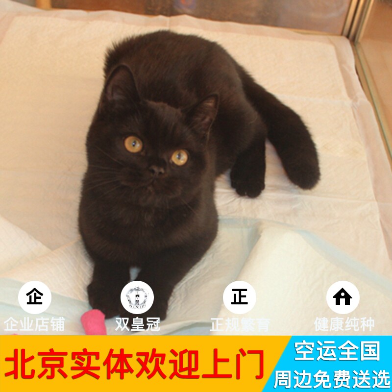 金渐层猫纯种宠物猫英国短毛猫英短金渐朝阳丰台猫舍孟买纯黑猫