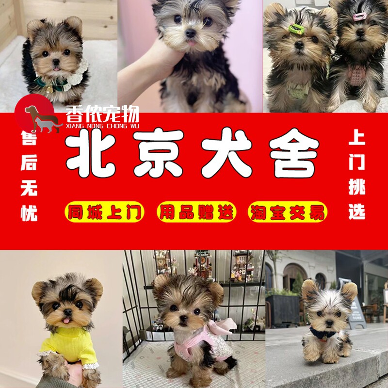 专业犬舍包纯种小型约克夏图片