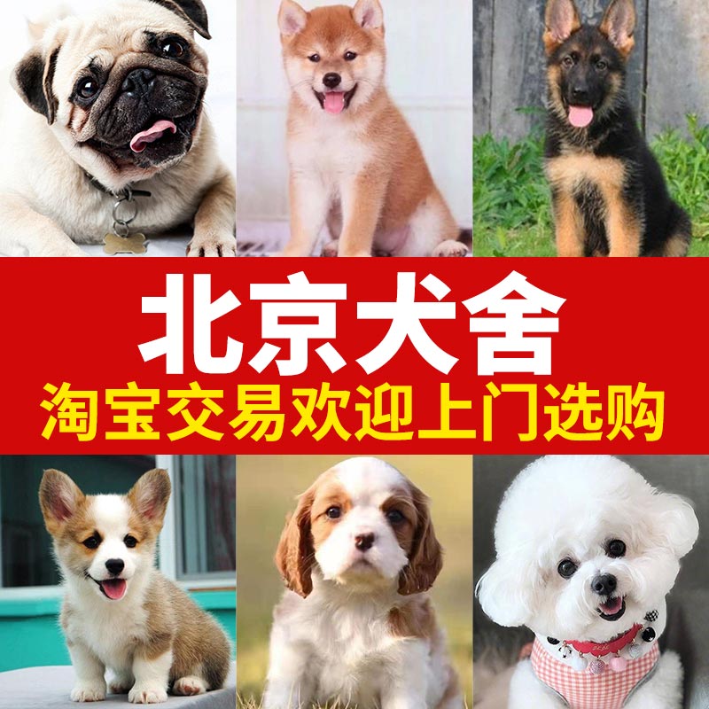 黑鼻头白色卷毛支持支付宝比熊犬图片