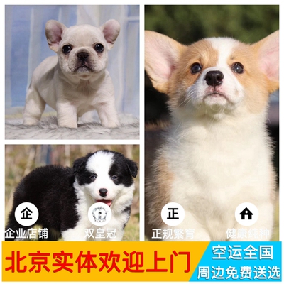 北京博美法牛纯种柴犬柯基