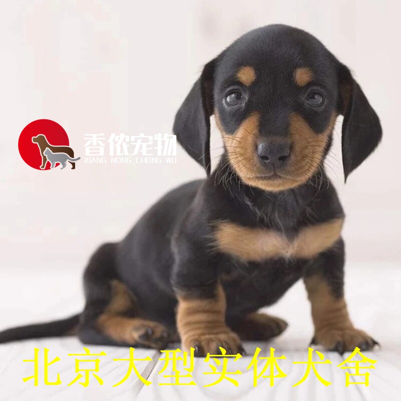 腊肠犬迷你铁包金活体德国短毛腊肠幼犬宠物  北京实体店腊肠犬