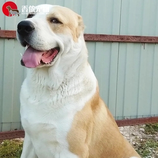 纯种中亚牧羊犬幼犬活体超大型赛级中亚犬打斗犬巨型猎犬卡斯罗犬