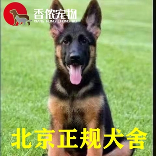 北京犬舍 纯种德牧德国牧羊犬幼犬马犬黑背狼狗 德牧缉毒犬