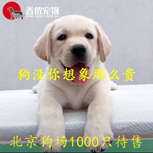 拉布拉多活体纯种幼犬