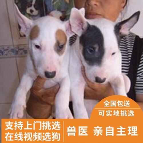 出售牛头梗犬幼犬包邮纯种宠物狗牛头梗幼犬孙红雷同款犬比熊活体
