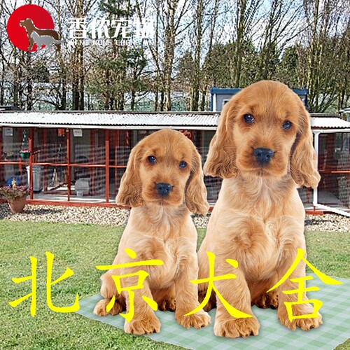 纯种活体美国北京宠物店可卡犬
