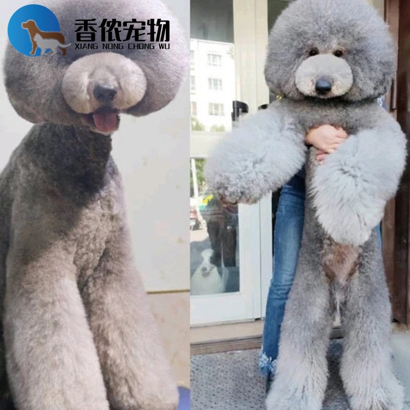 纯种赛级巨贵犬幼犬活体双血统香槟色巨型贵宾犬幼犬宠物狗狗巨贵