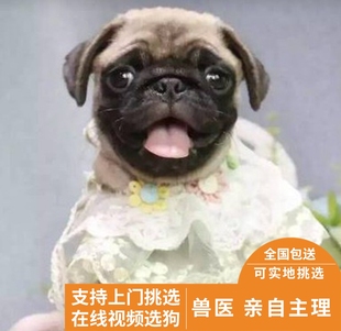 巴哥八哥幼犬比格柯基秋田柴犬宠物狗 迷你长不大的狗200多只可选