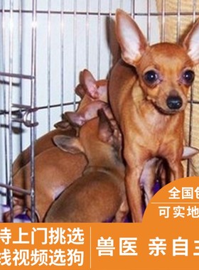出售纯种红色长不大吉娃娃小鹿犬