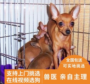 出售纯种红色小鹿犬宠物狗狗长不大吉娃娃幼犬活体铁包金小鹿犬