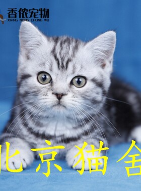 北京猫舍美国短毛猫银渐层美短