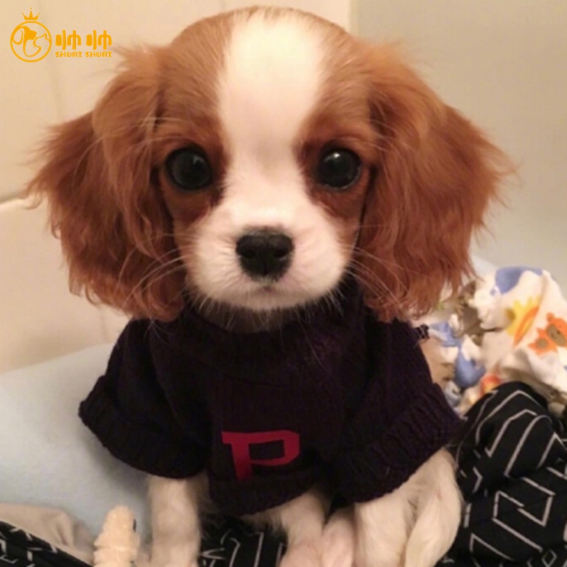 北京出售纯种活体金毛幼犬