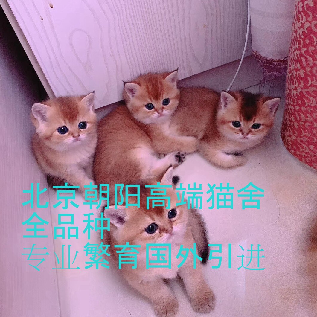 北京金银渐层猫舍纯种宠物猫咪 英短金渐层美短矮脚布偶带证书