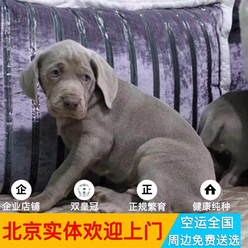 出售自家繁殖德国魏玛犬 魏玛猎犬 魏玛宝宝 支持视频 上门