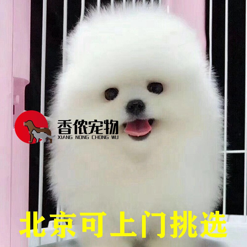 纯种活体出售北京博美犬图片