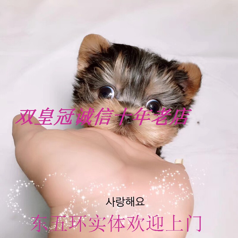 北京朝阳海淀约克夏宠物犬迷你犬 二哈博美纯种茶杯犬柴犬幼犬图片