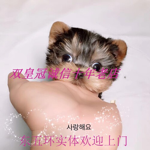 北京朝阳海淀约克夏宠物犬迷你犬 二哈博美纯种茶杯犬柴犬幼犬