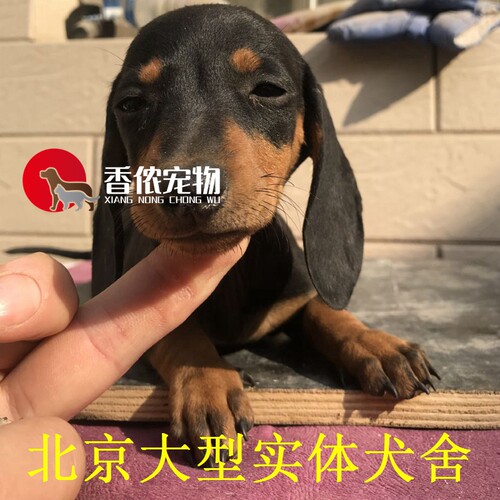 纯种活体腊肠北京小型犬