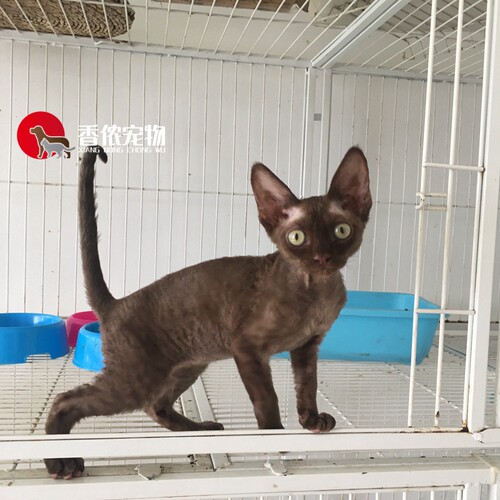 北京咖啡色纯白柯尼斯德文卷毛猫