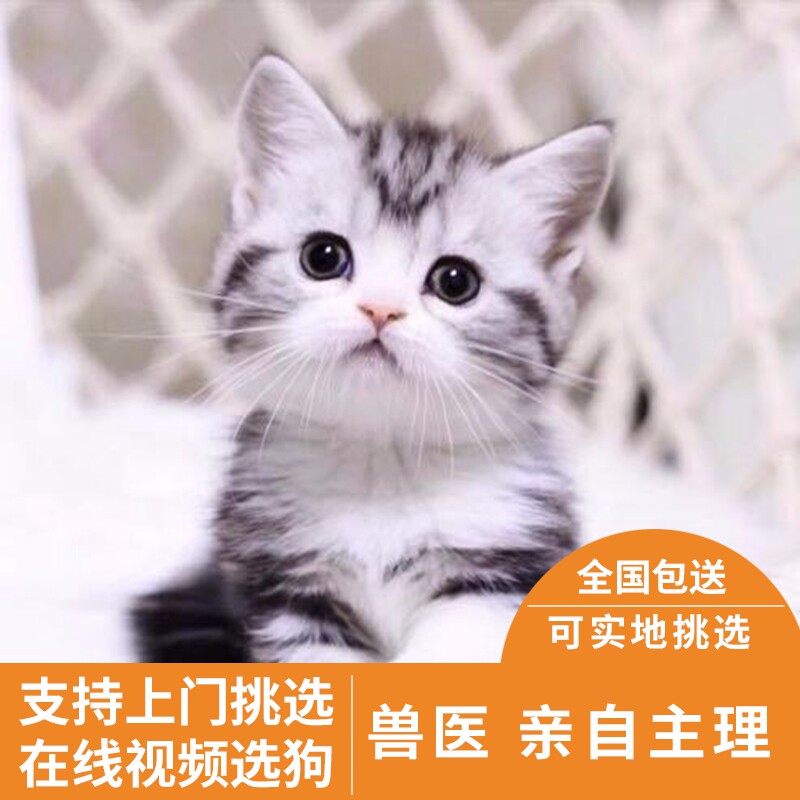 美短猫幼猫活体纯种加白起司猫美国短毛猫布偶猫蓝猫银渐层缅因猫