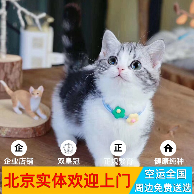 矮脚猫活体短腿猫幼猫虎斑猫美短图片