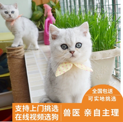 纯种宠物猫咪蓝猫折耳蓝白布偶猫英国美国短毛猫渐层暹罗活体幼猫