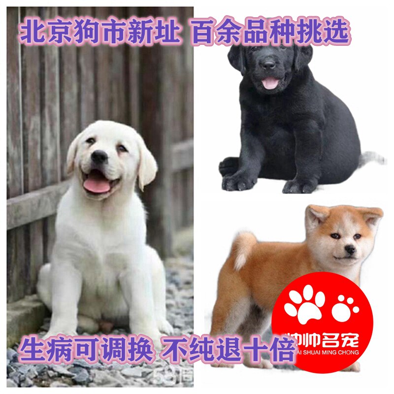哈士奇金毛博美活体法国斗牛犬图片