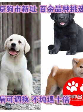 哈士奇金毛博美活体法国斗牛犬