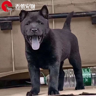 北京出售 纯种五黑犬五红犬幼犬活体