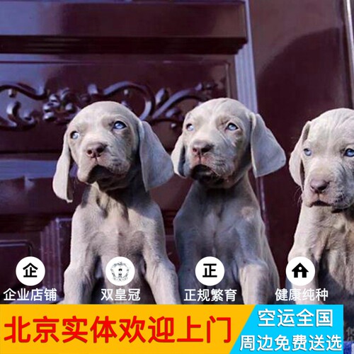 出售全国淘宝交易魏玛猎犬