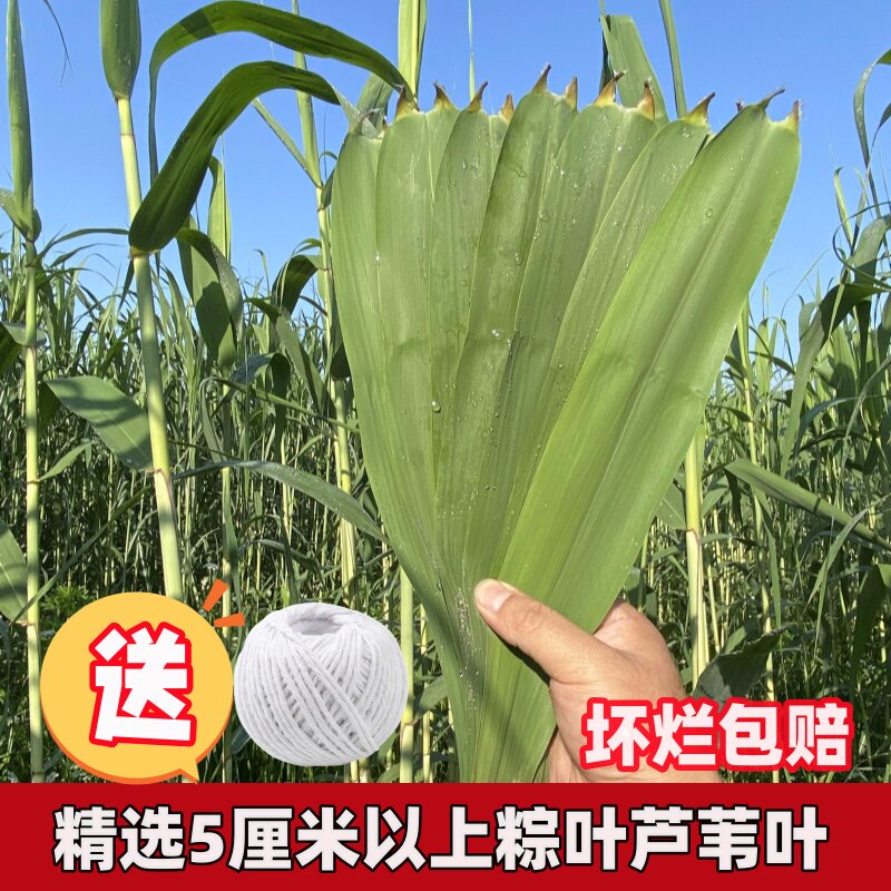 【主播精选】粽叶苏北洪泽湖现摘新鲜芦苇叶宽大粽子叶包粽子叶子